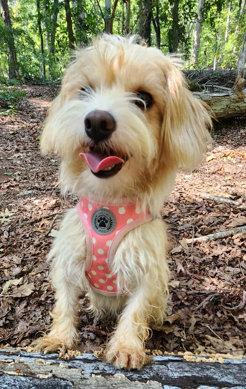 A young small-sized female Dachshund dog named Penny for adoption in Pelzer, SC