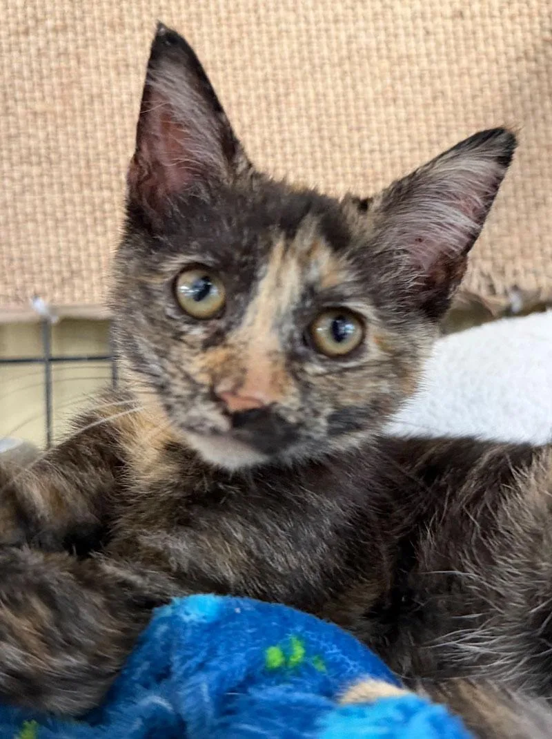 A baby medium-sized female Tortoiseshell cat named Kona for adoption in Horseshoe Bend, AR