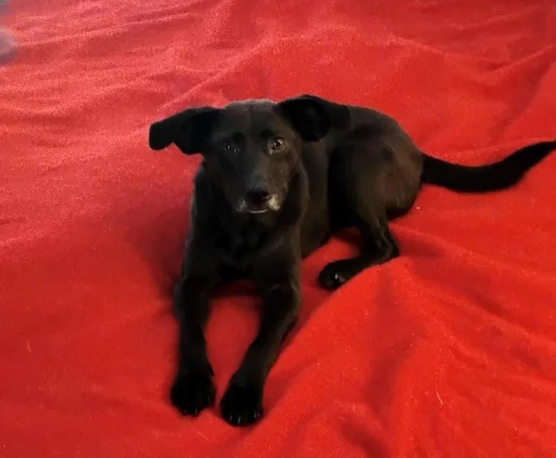 Midnightrose Mvt thumbnail 3