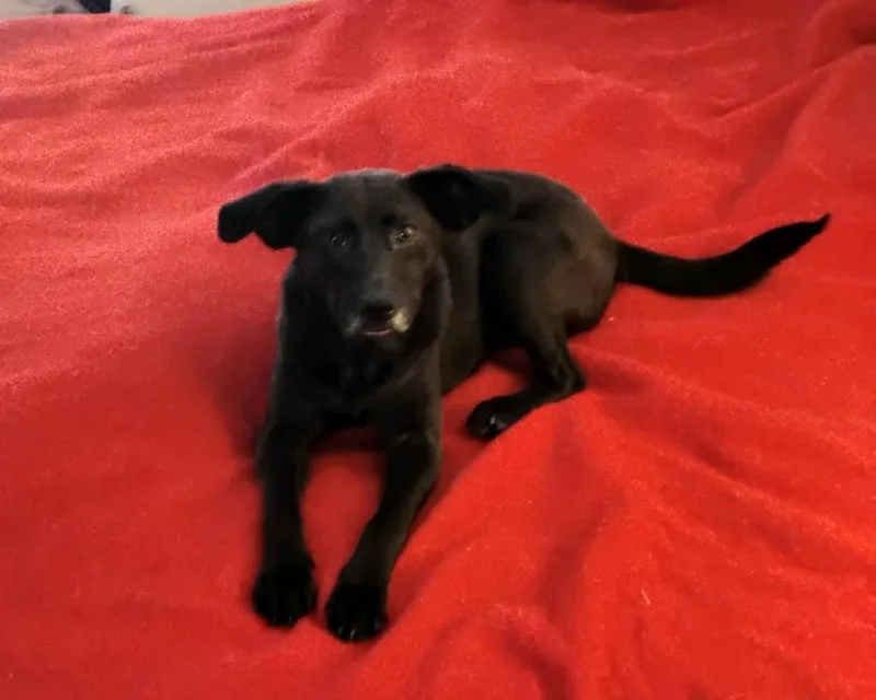 Midnightrose Mvt thumbnail 4