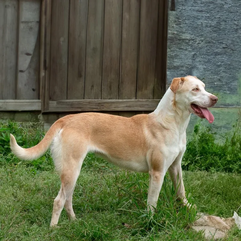 An adult medium-sized female Labrador Retriever dog named Grumbelina for adoption in Livingston, TX