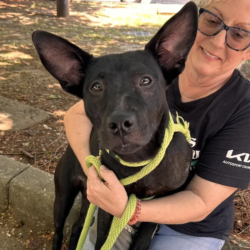 A young medium-sized female Black Mixed Breed dog named Belladonna for adoption in Columbus, GA