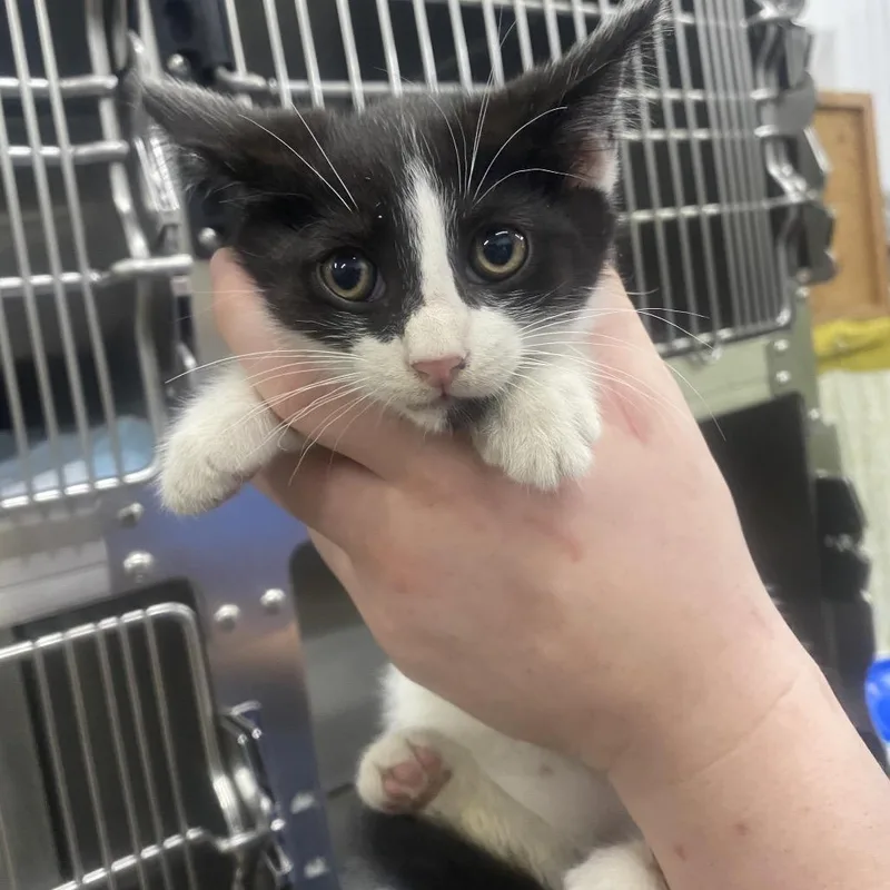 A baby small-sized male White Domestic Short Hair cat named Willow for adoption in Corbin, KY