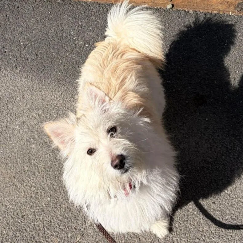 Rosemary thumbnail 2