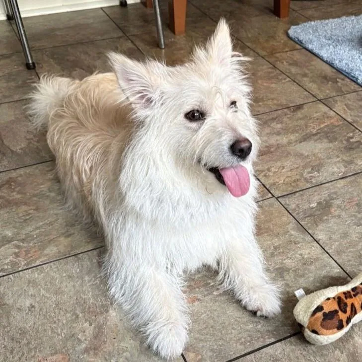A young small-sized female White / Cream Terrier dog named Rosemary for adoption in Rensselaer, NY