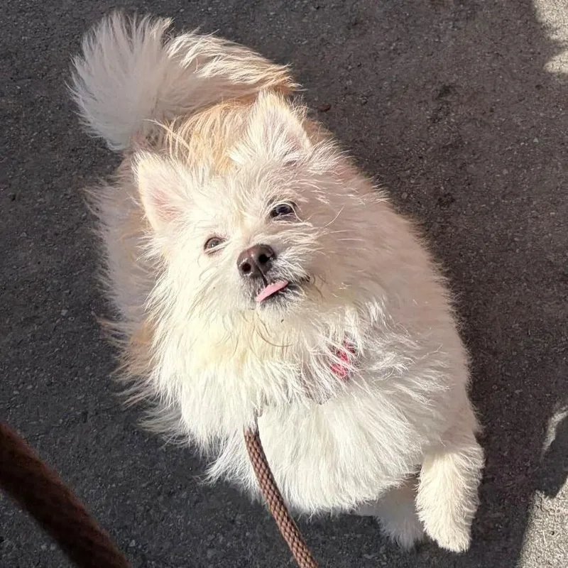 Rosemary thumbnail 3