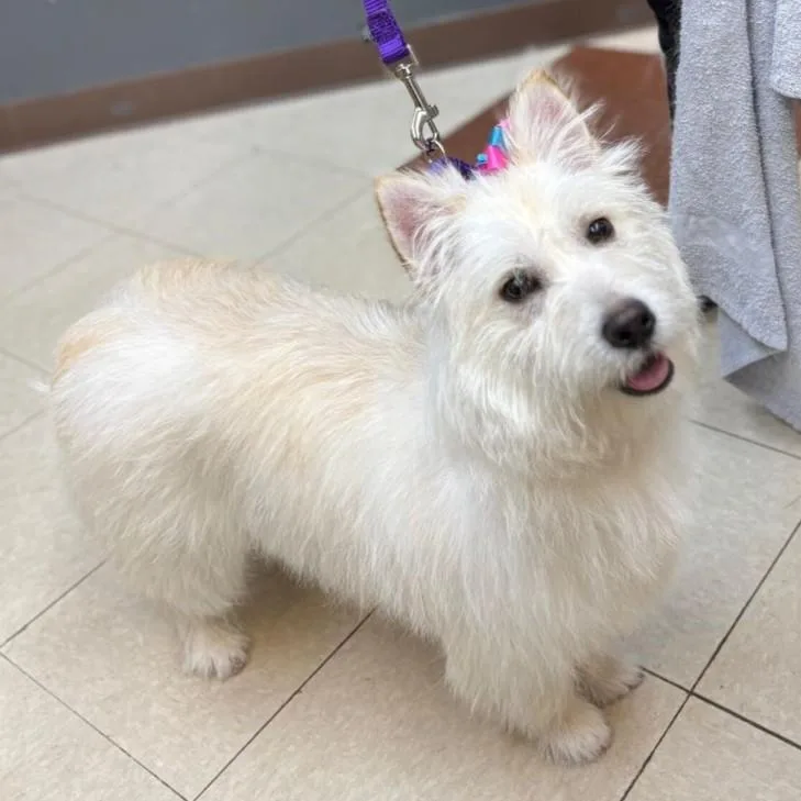 Rosemary thumbnail 4