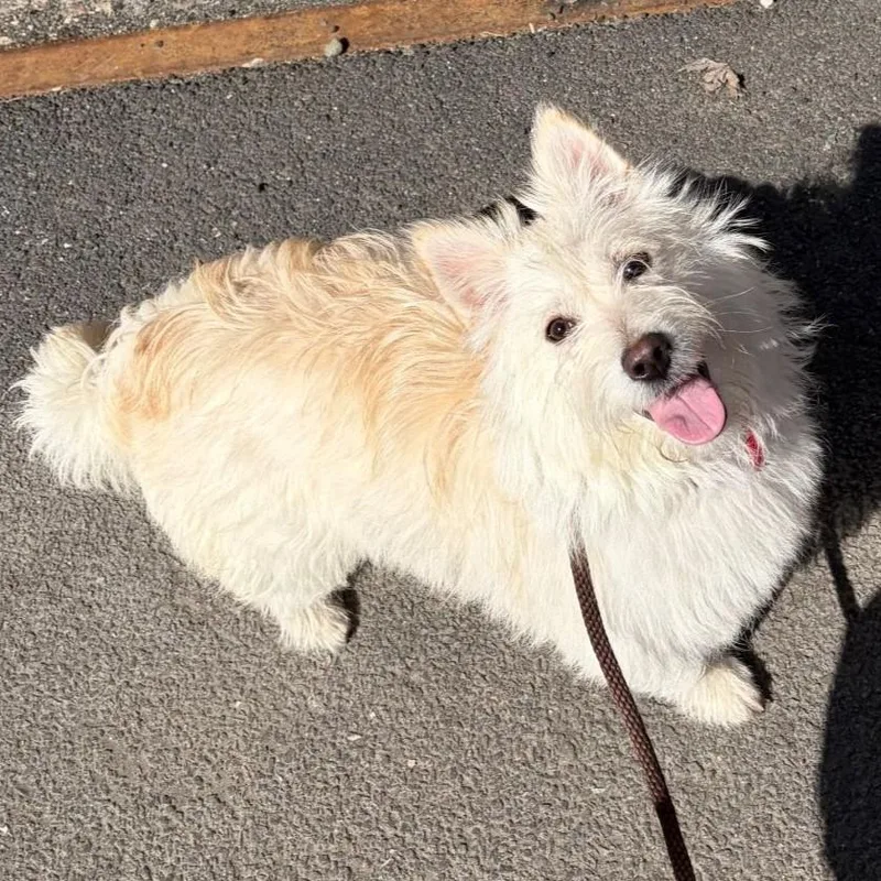 Rosemary thumbnail 5