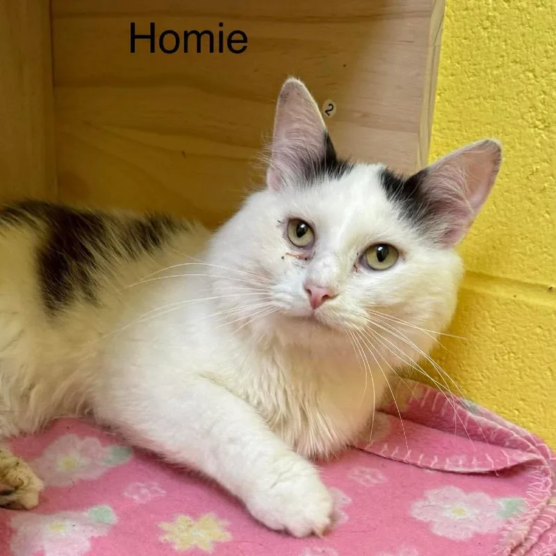 Homie