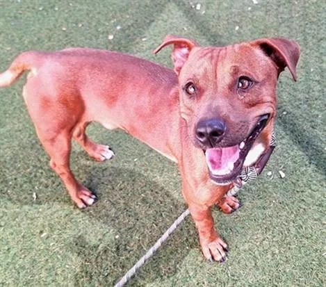 An adult small-sized male Pit Bull Terrier dog named Pocket for adoption in Mesa, AZ