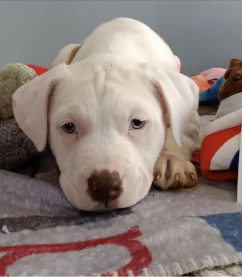 A baby medium-sized male White / Cream Mixed Breed dog named Arnold for adoption in Memphis, TN