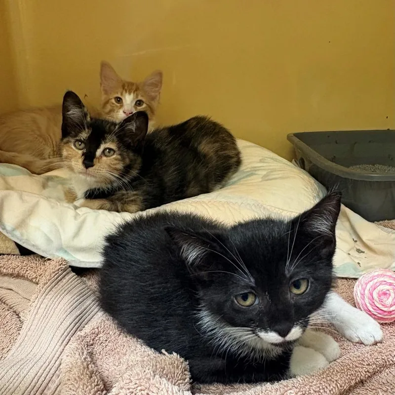 A baby small-sized male Orange / Red Domestic Short Hair cat named Laurie for adoption in East Hanover, NJ
