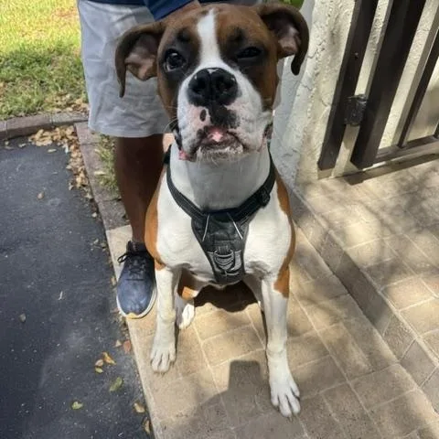 Bosco