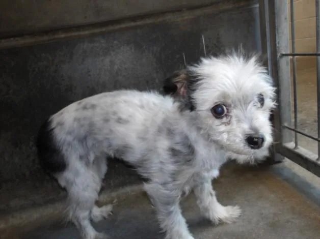 An adult small-sized female Terrier dog named Bella for adoption in Los Angeles, CA