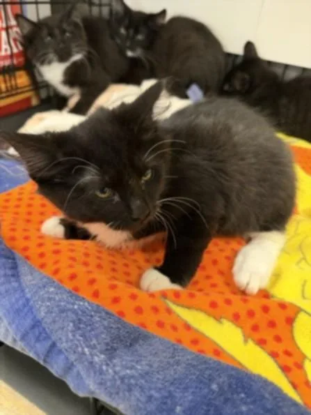 A baby small-sized female Domestic Medium Hair cat named Kiki for adoption in Van Nuys, CA