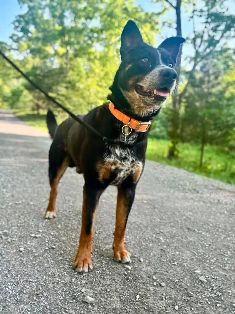 A young medium-sized male Tricolor (Brown, Black, & White) Terrier dog named Howie for adoption in Waverly, TN