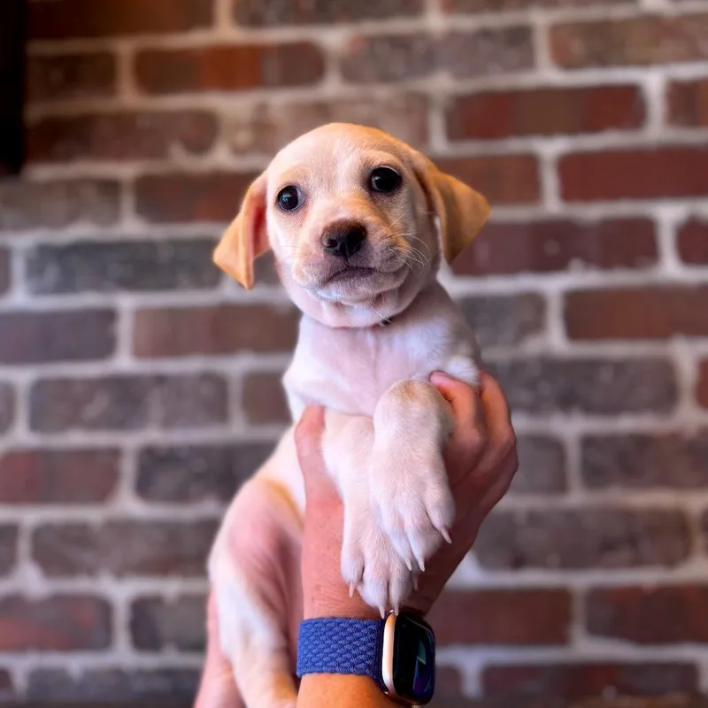 A baby small-sized female White / Cream Yellow Labrador Retriever dog named Cleopatra for adoption in San Diego, CA