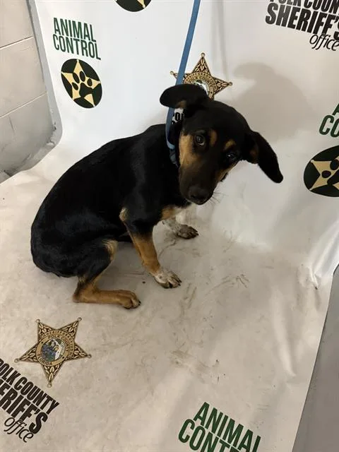 Star