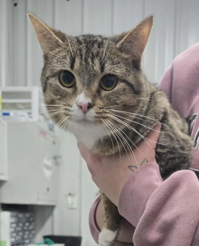 A young medium-sized male Domestic Short Hair cat named Dare Devil for adoption in Hillsdale, IN