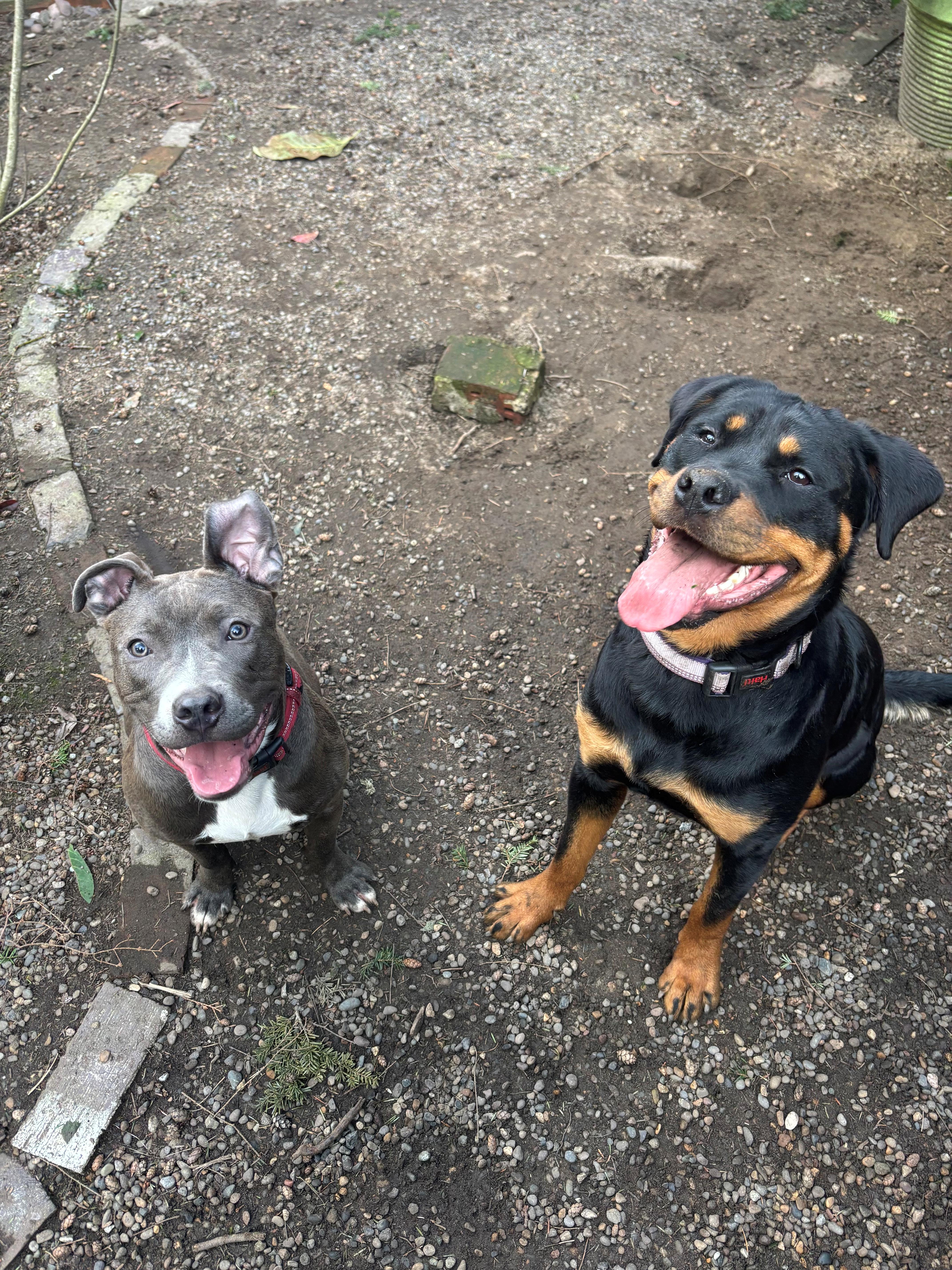 A young large-sized female Black Rottweiler dog named Shilo for adoption in Tacoma, WA