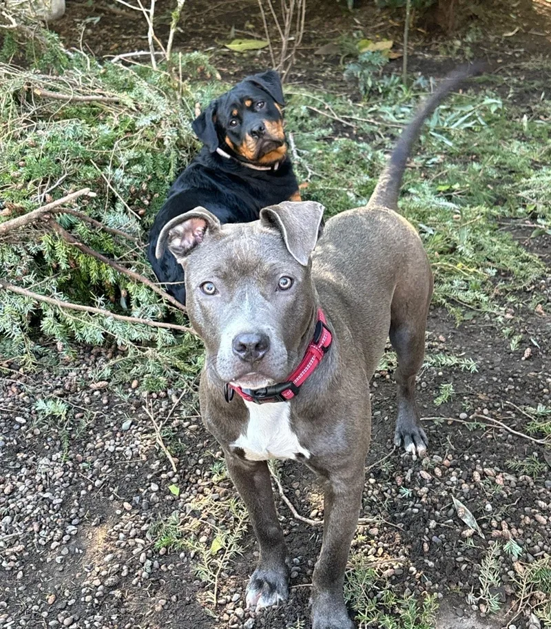 Shilo thumbnail 2