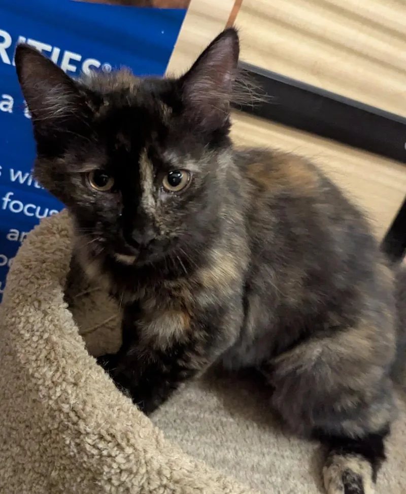 A baby medium-sized female Tortoiseshell cat named Bronze for adoption in Farmland, IN