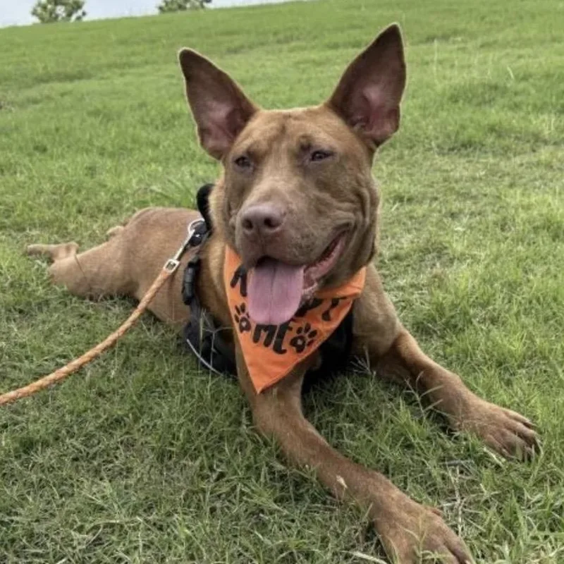 An adult medium-sized male Golden Pit Bull Terrier dog named Truman  come meet for adoption in Olive Branch, MS