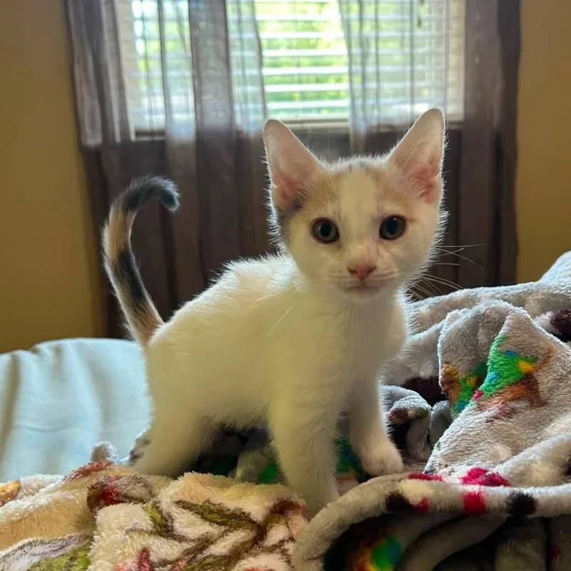 A baby small-sized female White Domestic Short Hair cat named Elena Gilbert for adoption in Woodbury, NJ
