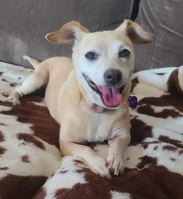 An adult small-sized female White / Cream Chihuahua dog named Cleo for adoption in Sharon, CT