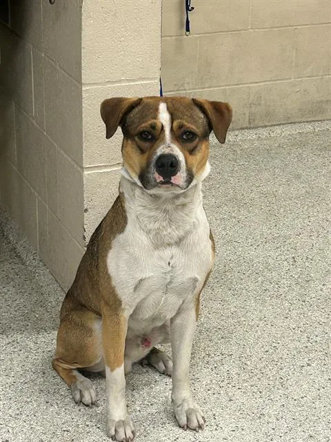 A young medium-sized male Pit Bull Terrier dog named Warren for adoption in Conroe, TX