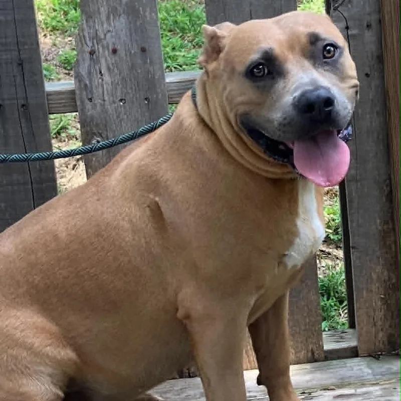 An adult large-sized female Yellow / Tan / Blond / Fawn Mixed Breed dog named Maid Marian for adoption in Pulaski, TN