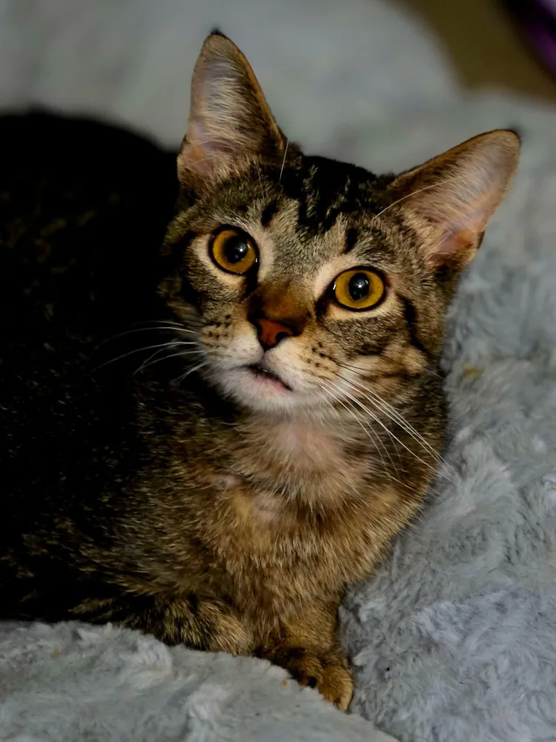 A young medium-sized male Tabby (Brown / Chocolate) Domestic Short Hair cat named Milkshake for adoption in Johnson City, TN