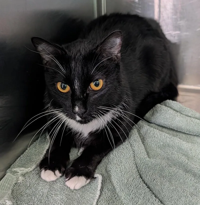 A young medium-sized male Domestic Short Hair cat named Sage for adoption in Ellijay, GA