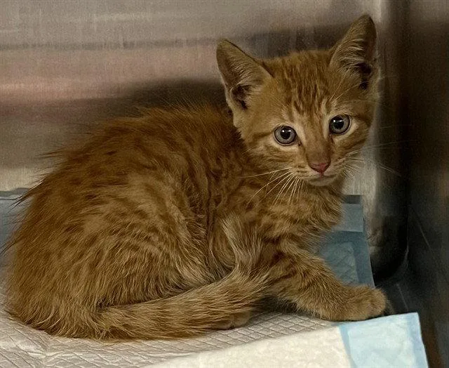 A baby small-sized male Orange / Red Domestic Short Hair cat named Iced Tea for adoption in Tavares, FL