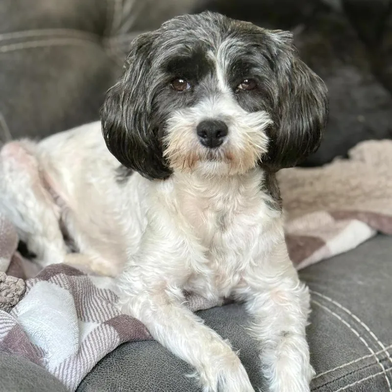 An adult small-sized female White / Cream Terrier dog named Staci for adoption in Olathe, KS