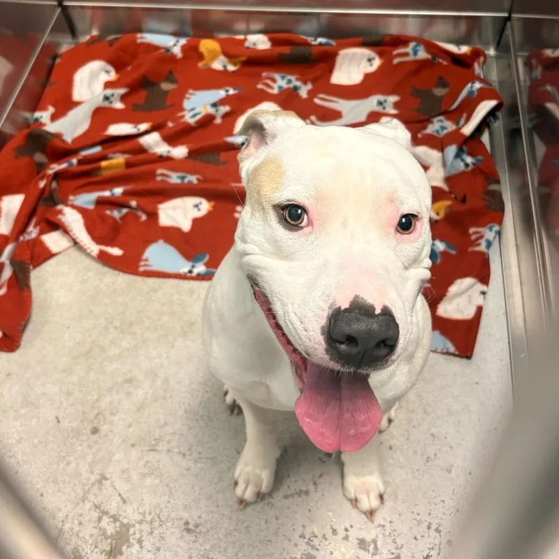 Mister Cheese thumbnail 2