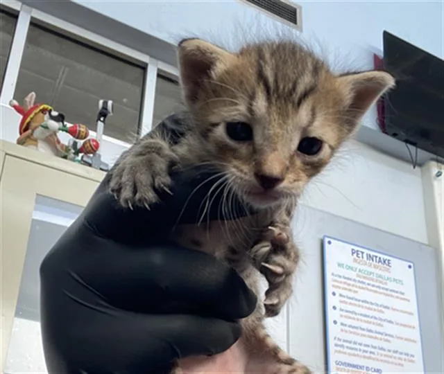 A baby medium-sized male Domestic Short Hair cat named Oliver for adoption in Dallas, TX
