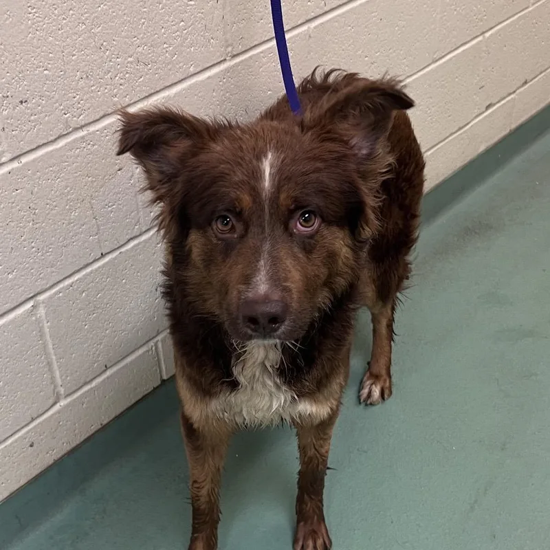 An adult medium-sized male Brown / Chocolate Mixed Breed dog named Dash for adoption in Memphis, TN