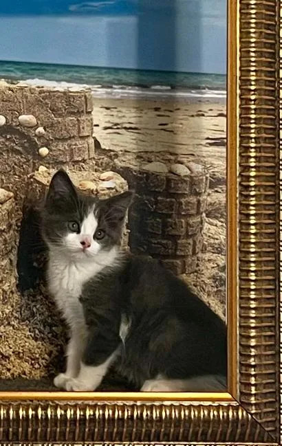 A baby small-sized female Gray & White Ragamuffin cat named Dot for adoption in Los Angeles, CA