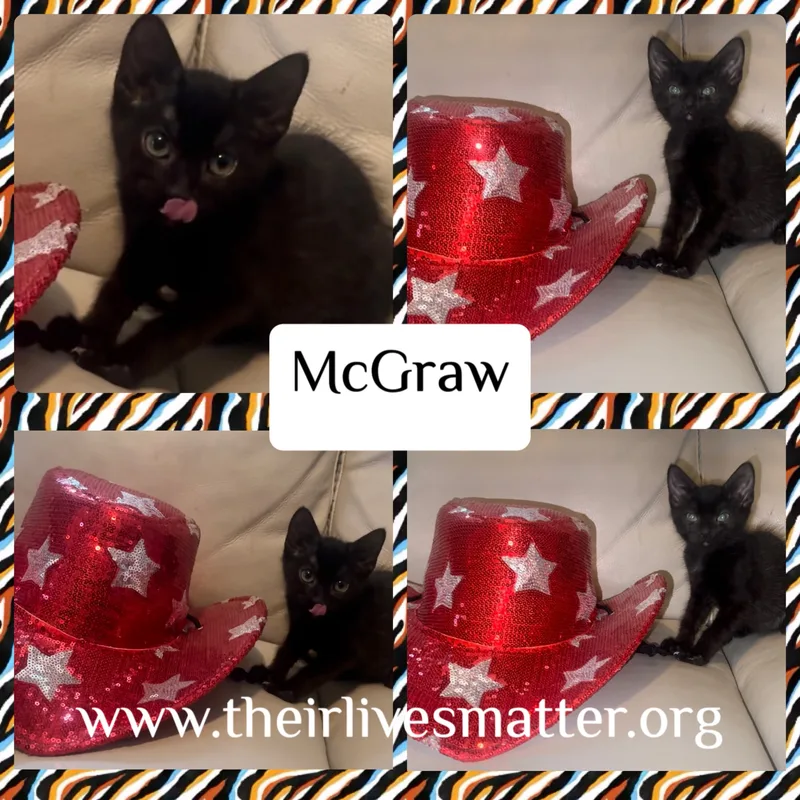A young medium-sized male Black Domestic Short Hair cat named Mcgraw for adoption in Palm City, FL