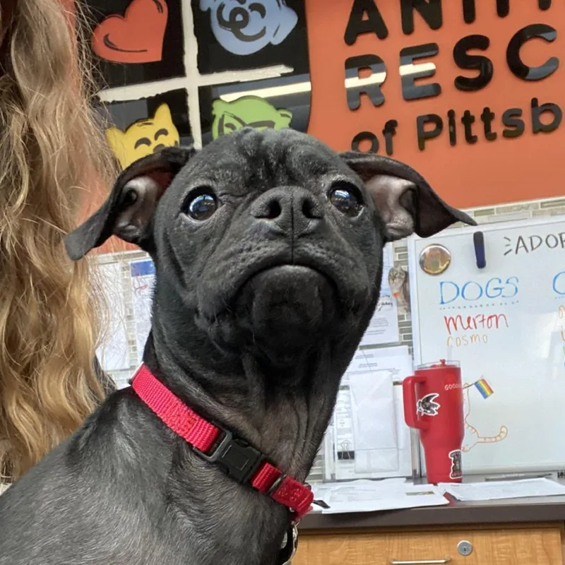 A young small-sized male Black Mixed Breed dog named Mail Man for adoption in Pittsburgh, PA