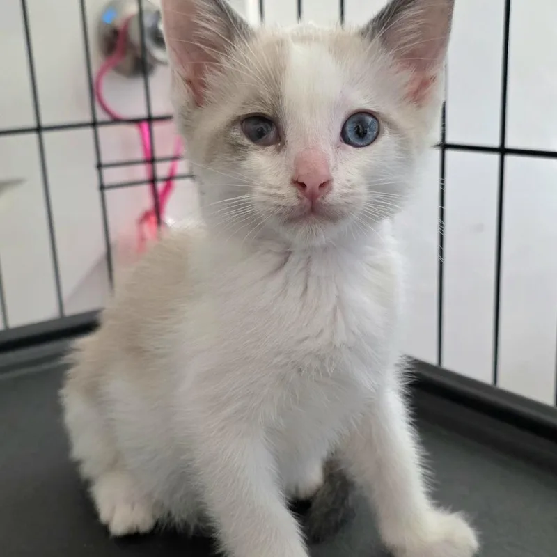 A baby small-sized male White American Shorthair cat named Elliot for adoption in Calimesa, CA
