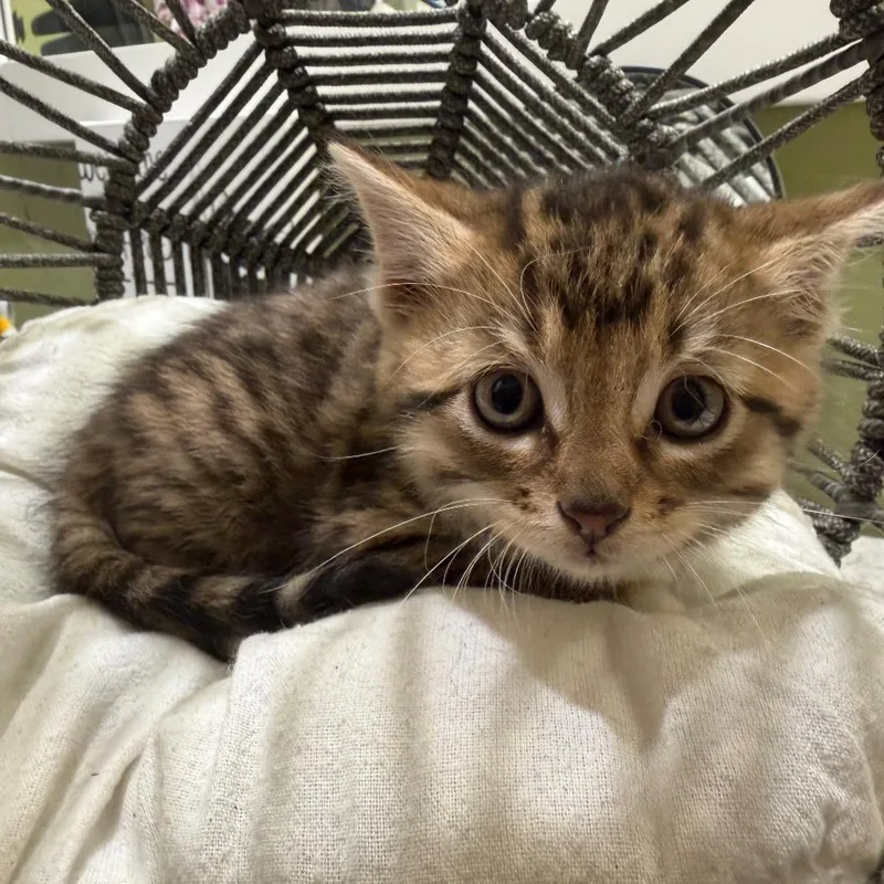 A baby small-sized female Brown / Chocolate Domestic Short Hair cat named Molly for adoption in Flower Mound, TX