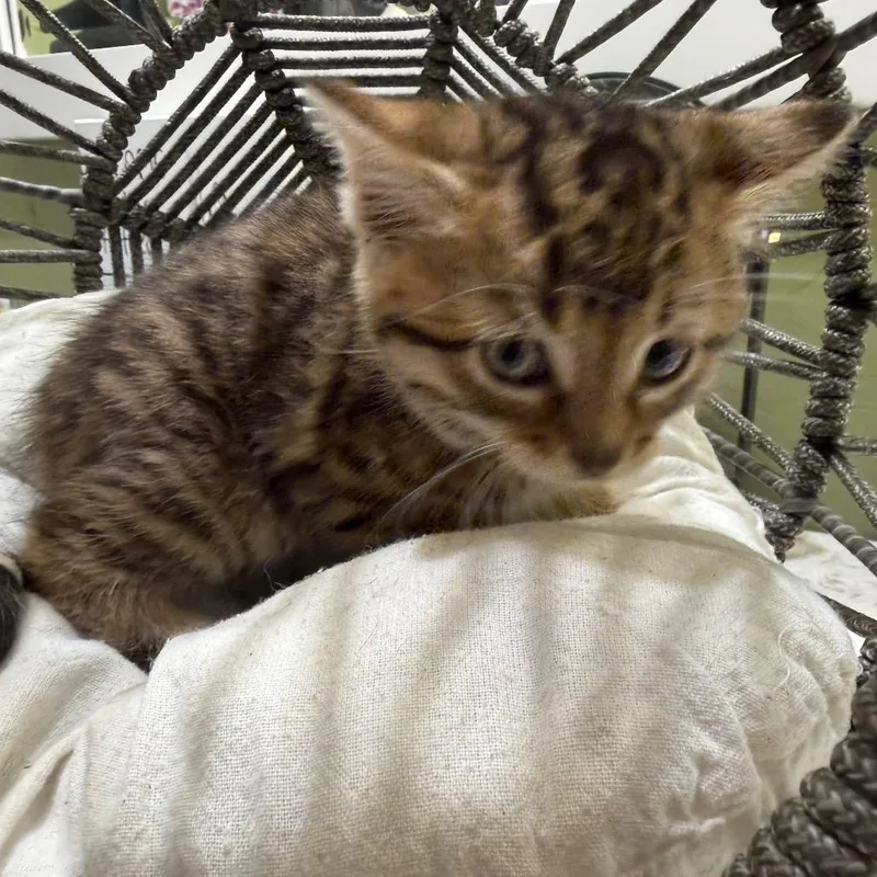 Molly thumbnail 3