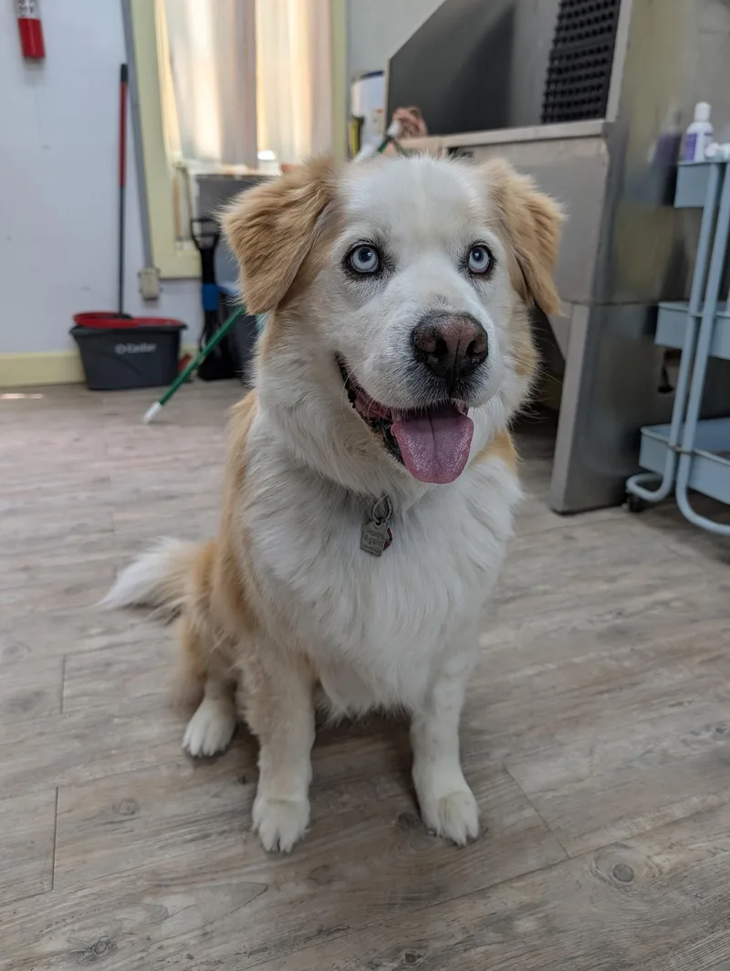 A senior medium-sized male Golden Retriever dog named Darwin for adoption in Winton, NC