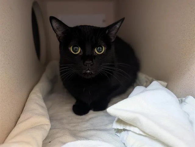 An adult small-sized female Domestic Short Hair cat named Bella for adoption in Denver, CO