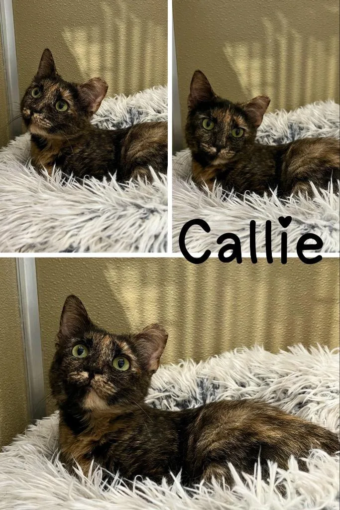 Callie thumbnail 2