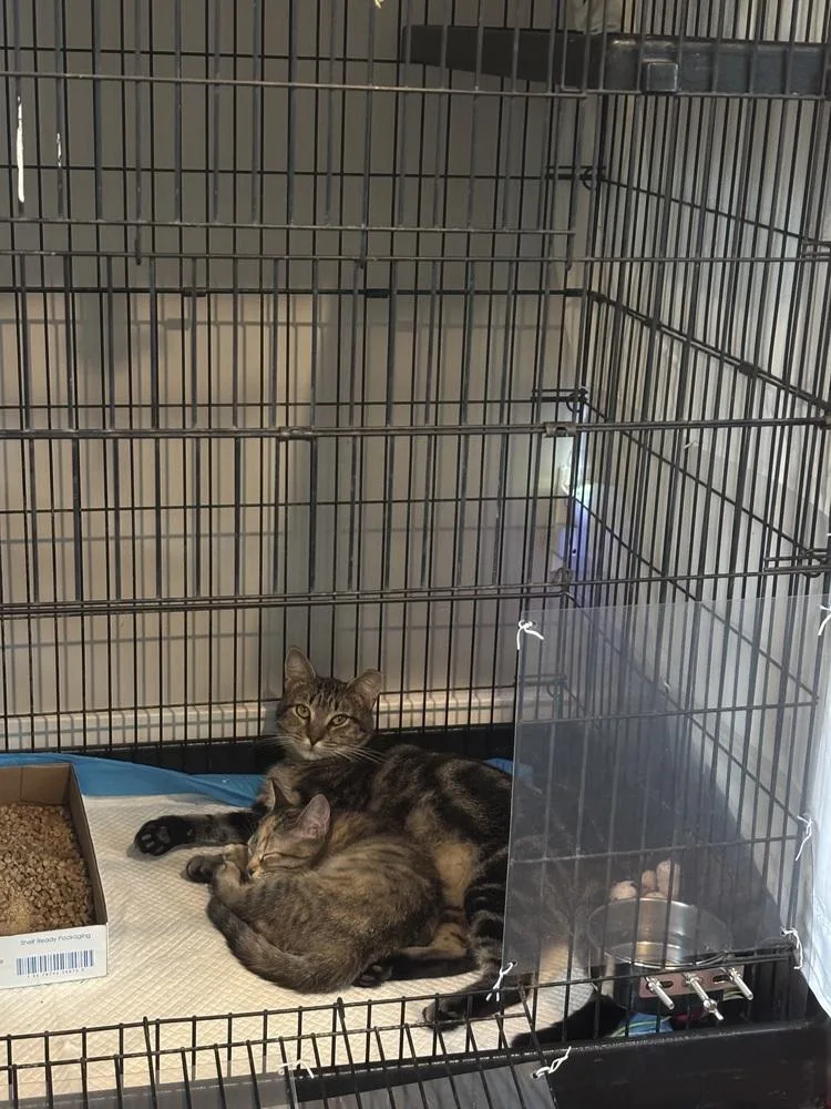 An adult medium-sized male Brown / Chocolate Domestic Short Hair cat named Georgie for adoption in Emerald Isle, NC