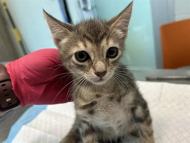 A baby small-sized female Gray / Blue / Silver Domestic Short Hair cat named Lady for adoption in Tavares, FL