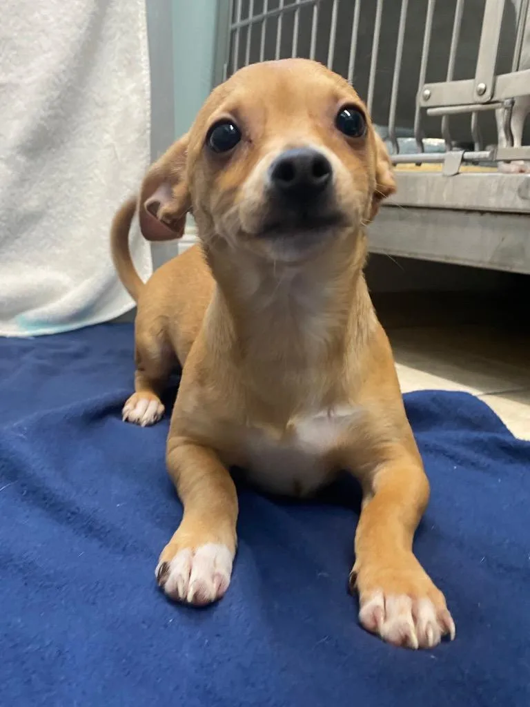 A baby small-sized female Chihuahua dog named Bombay Sapphire for adoption in Fall River, MA